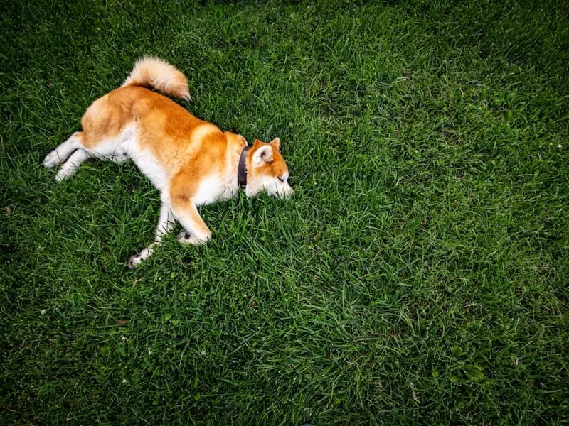 秋田犬