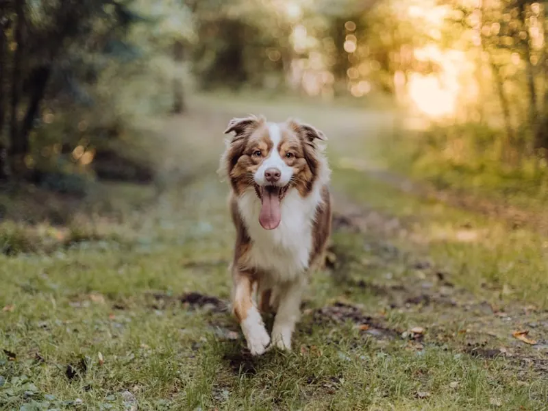 澳洲牧羊犬