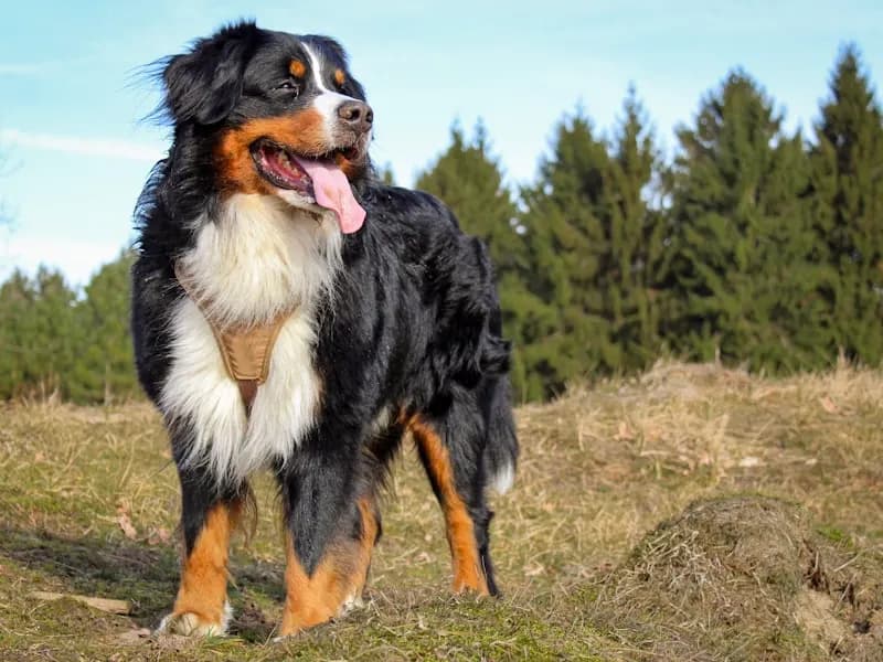 伯恩山犬