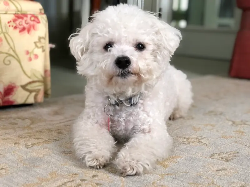 比熊犬