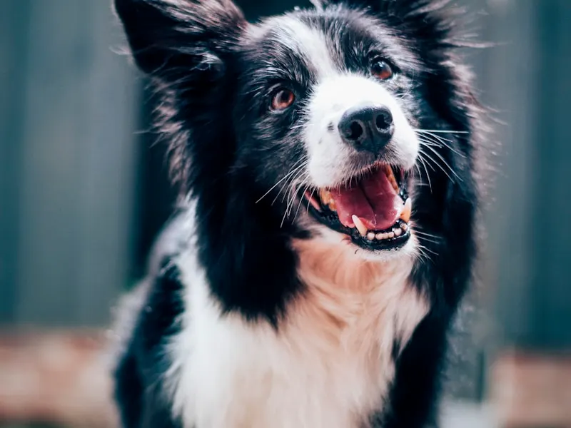 邊境牧羊犬