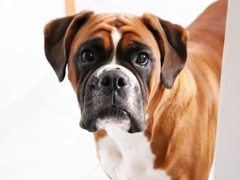 拳師犬