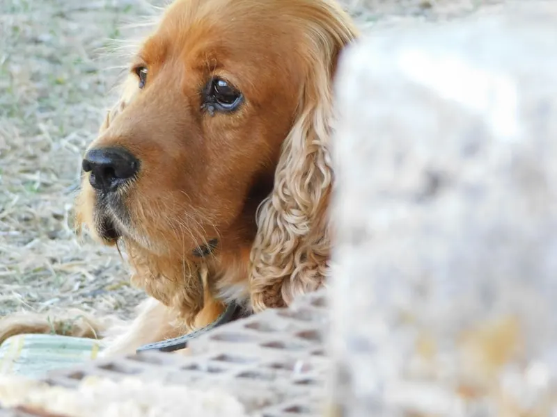 可卡犬