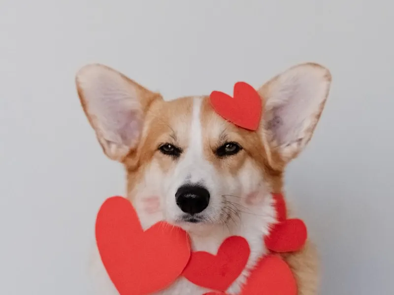 柯基犬