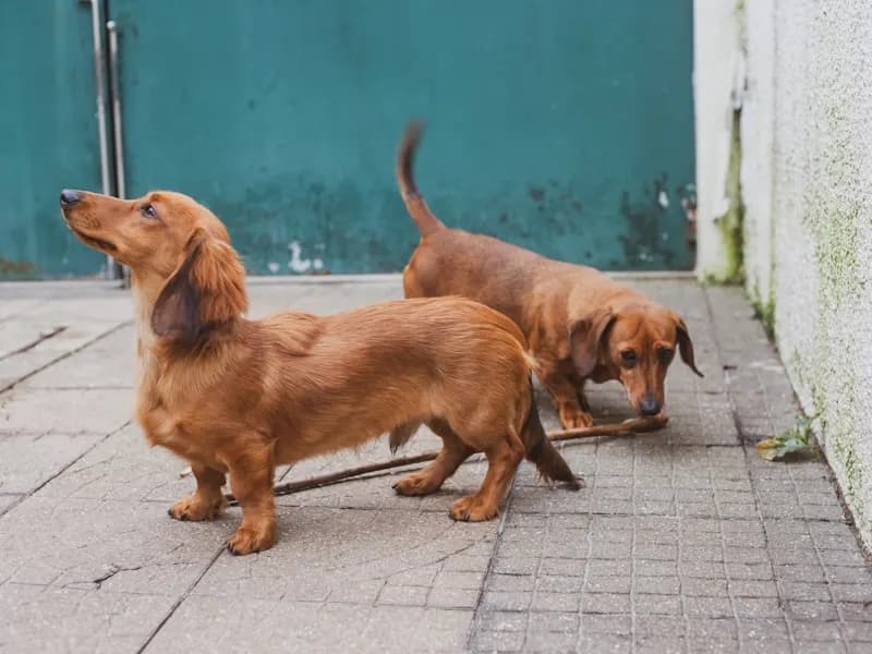 臘腸犬