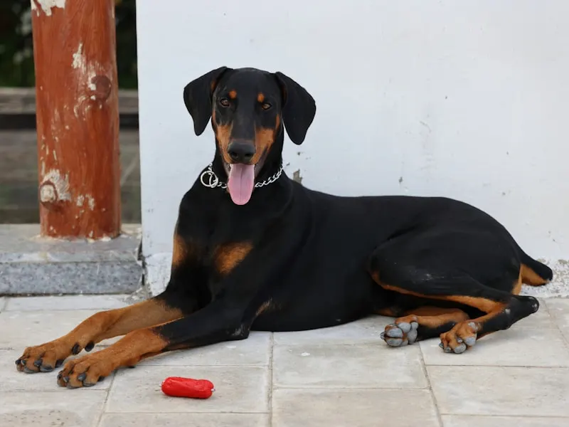 杜賓犬