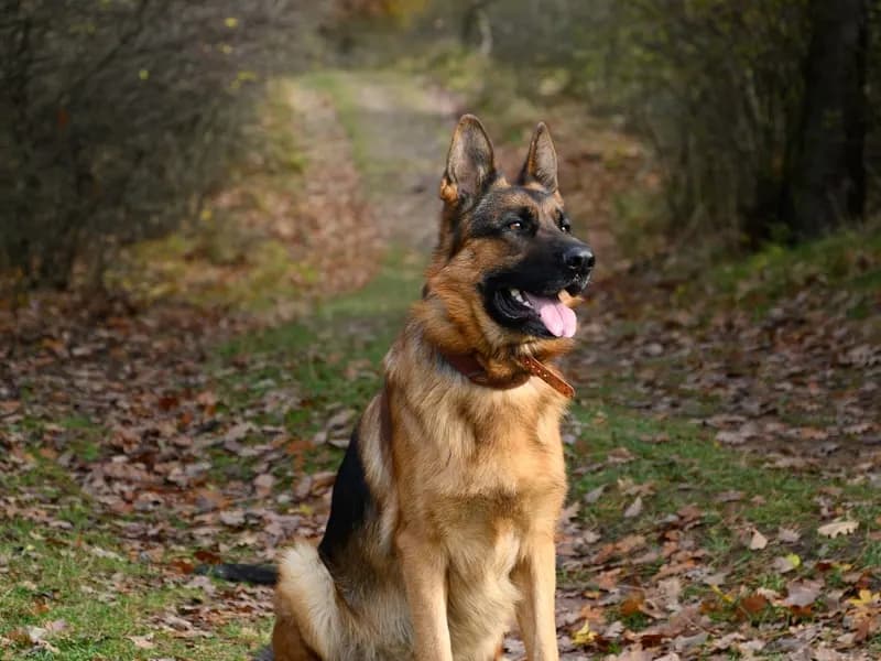 德國牧羊犬