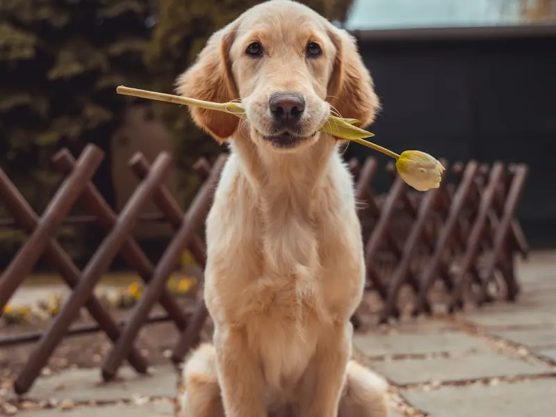 黃金獵犬