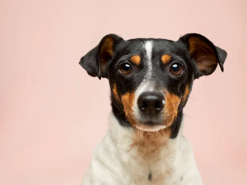 米克斯(混種犬)