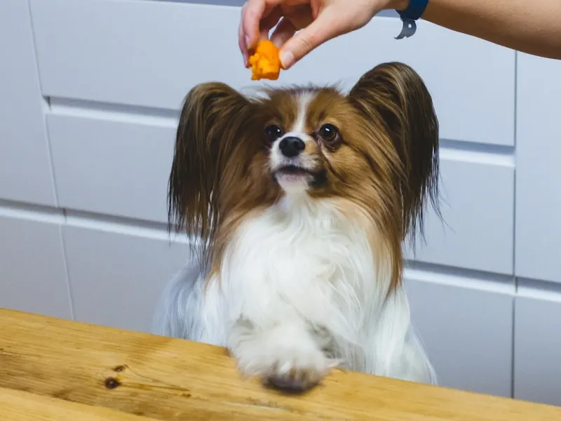 蝴蝶犬