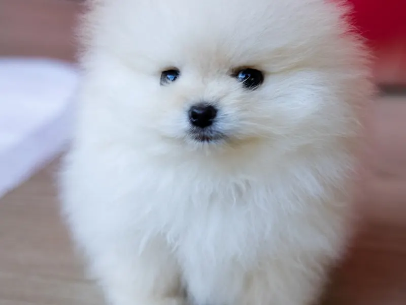 博美犬