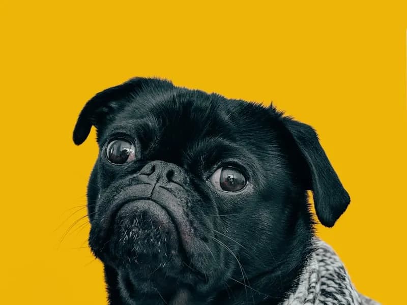 巴哥犬