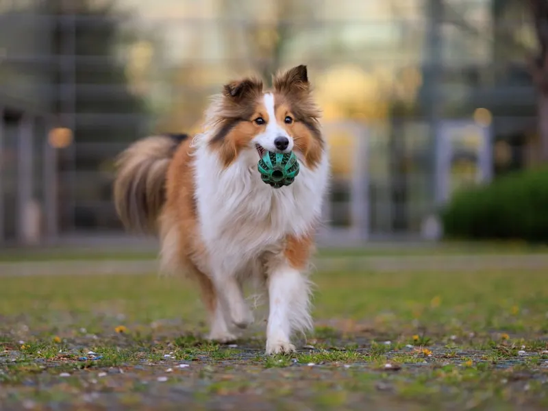 喜樂蒂牧羊犬