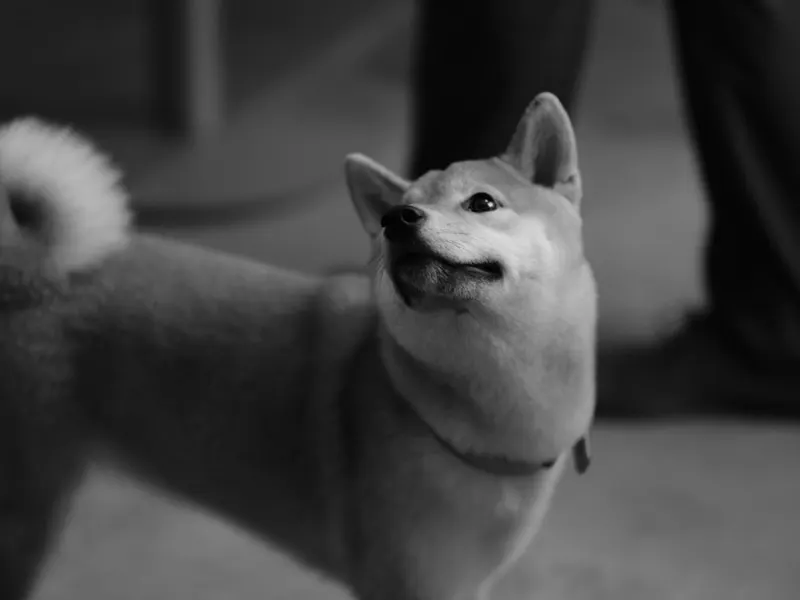 柴犬
