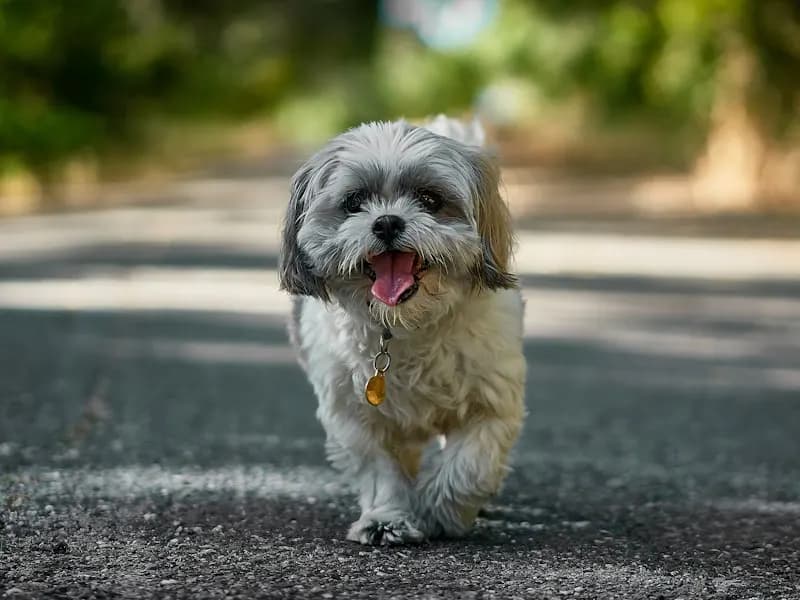 西施犬