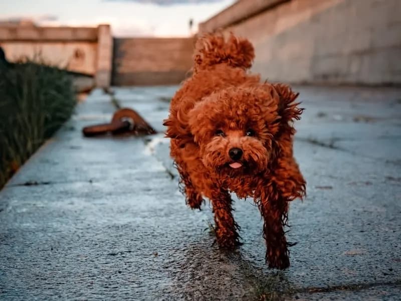 玩具貴賓犬